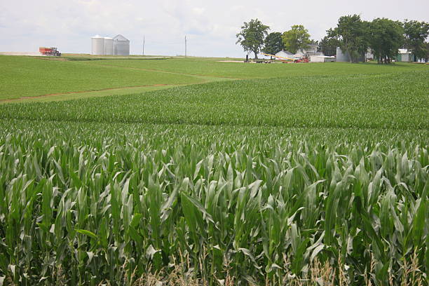 Iowa is Where the Tall Corn Grows Iowa is truly where the tall corn grows, as shown by this field in southeast Iowa. A farmstead and tractor on the nearby gravel road add interest to this rural scene.  farmer tractor iowa farm stock pictures, royalty-free photos & images