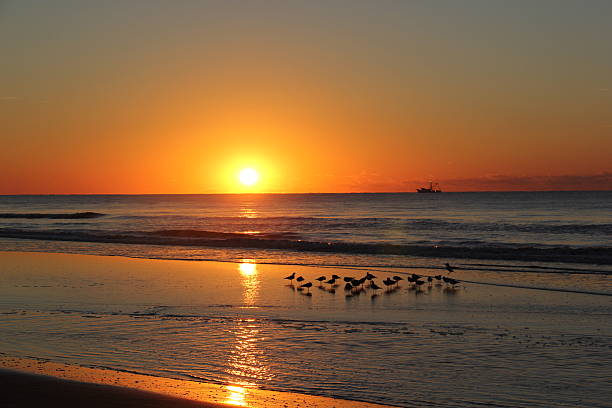 Sandpipers at Sunrise Sandpipers in the ocean at sunrise, with a fishing boat on the horizon. scolopacidae stock pictures, royalty-free photos & images