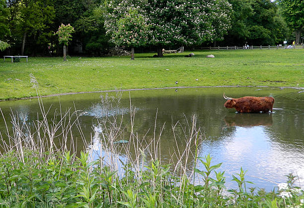 Scottish cattle Scottish cattle in the meadow in the Netherlands tiengemeten stock pictures, royalty-free photos & images