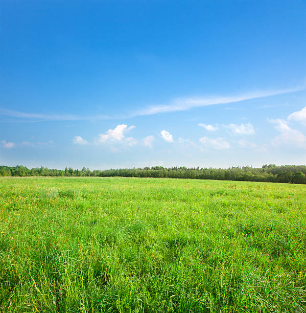 istock Green field with flowers under blue cloudy sky 538322434