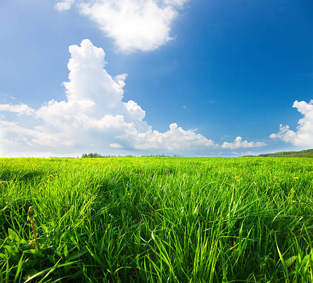 istock Green field with flowers under blue cloudy sky 538322634
