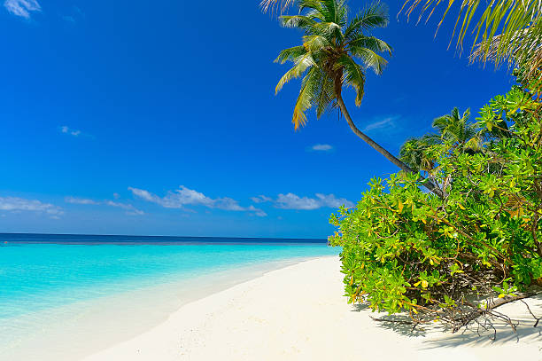 istock tropical beach with coconut palm and mangrove tree 538322739