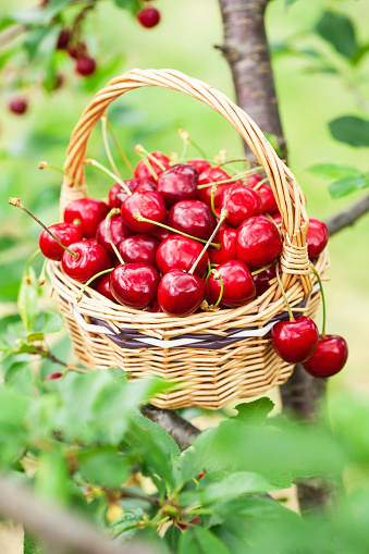 Cherries in a basket on  tree