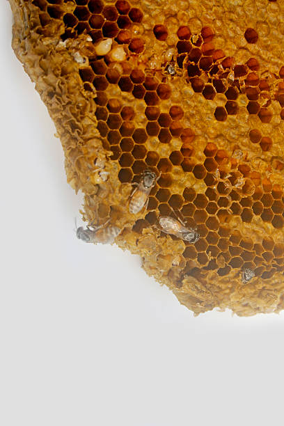 istock Honeycomb full with honey 538323153