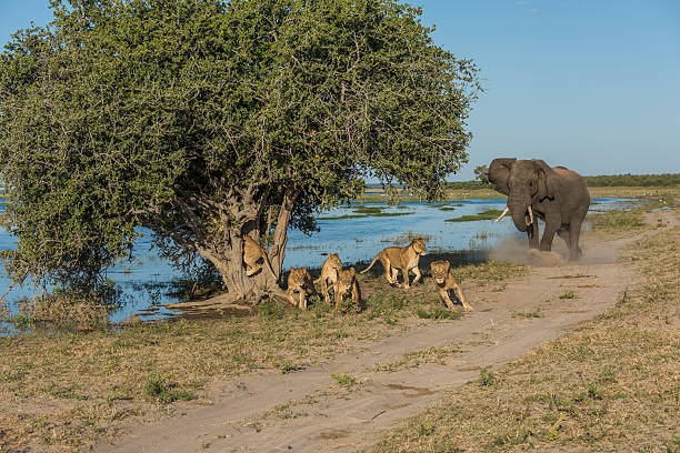 elefante persegue seis leões longe de árvore - lions tooth - fotografias e filmes do acervo