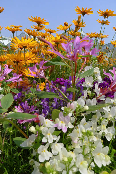 mixed summer anual flowers in blue sky