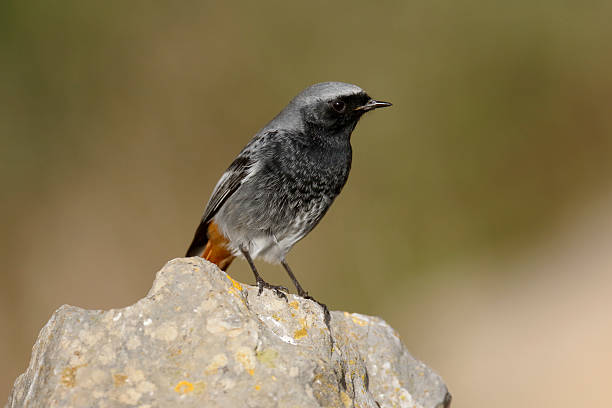istock Black redstart, Phoenicurus ochruros 538323707