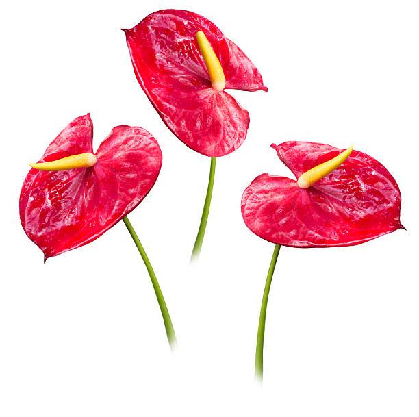 istock Beatiful tropical flowers. anthurium 538323927