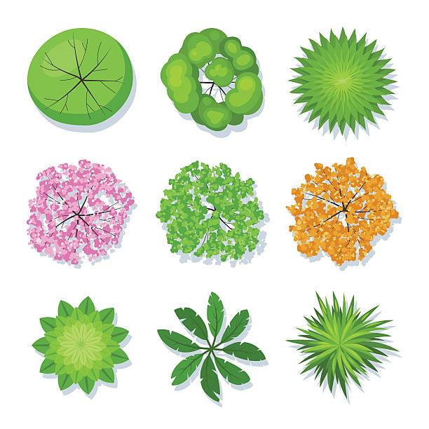Tree collection top view Tree collection top view for landscape design project. Vector set illustration isolated on white background tree plan view stock illustrations