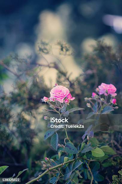 Pink Rose Stock Photo - Download Image Now - Agricultural Field,  Agriculture, Backgrounds - iStock