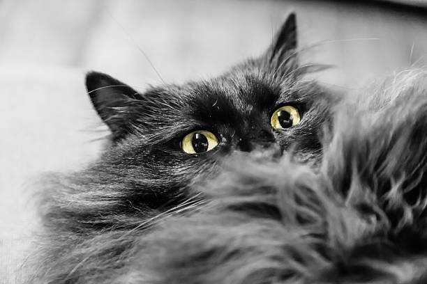 Black longhaired cat ready to snap Black Cat in black and white with vibrant eyes laying on back and ready to snap eye catching stock pictures, royalty-free photos & images