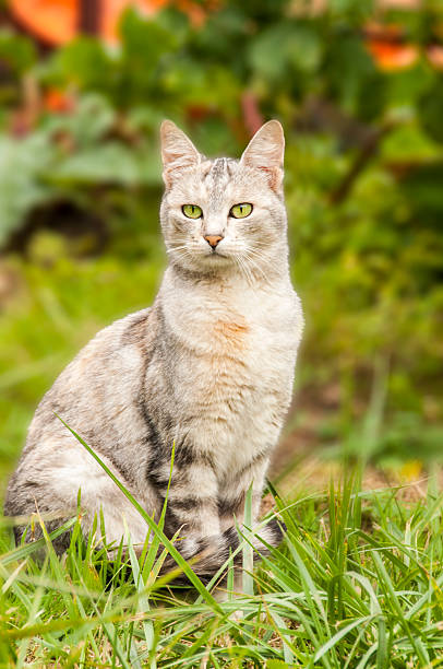istock Beautiful Gray White Cat Sitting Graden Grass Looking Curious 538326312