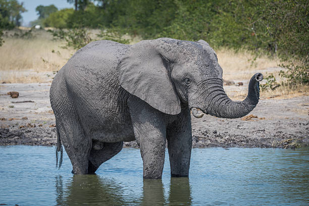 istock Elephant standing in water hole raising trunk 538327506