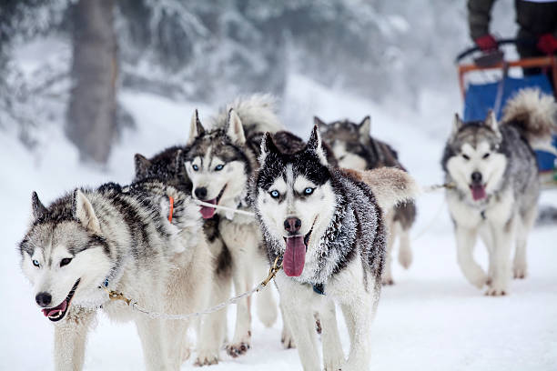 entusiasta gruppo di cani slitta trainata da cani in una gara. - sled foto e immagini stock