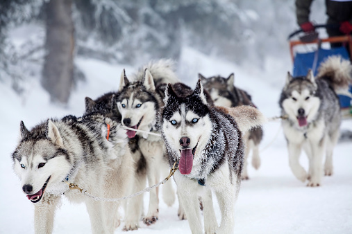 Dog-sledding with huskies