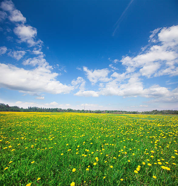 istock yellow  flowers under blue cloudy sky 538328148