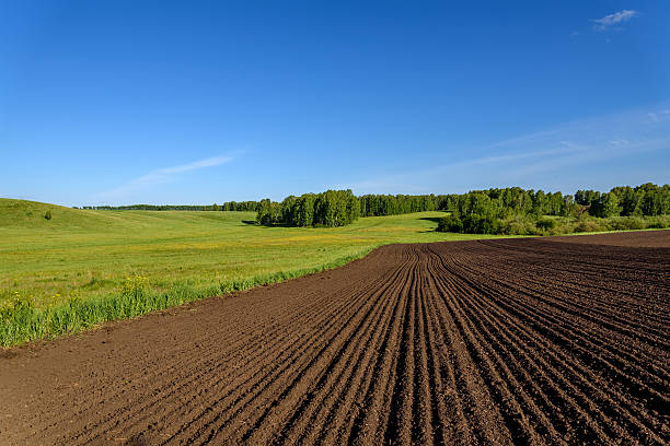 istock field meadow furrow birch rural 538328236