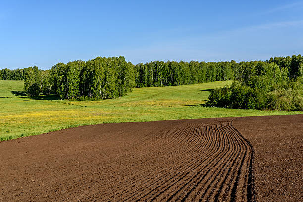 istock field meadow furrow birch rural 538328428