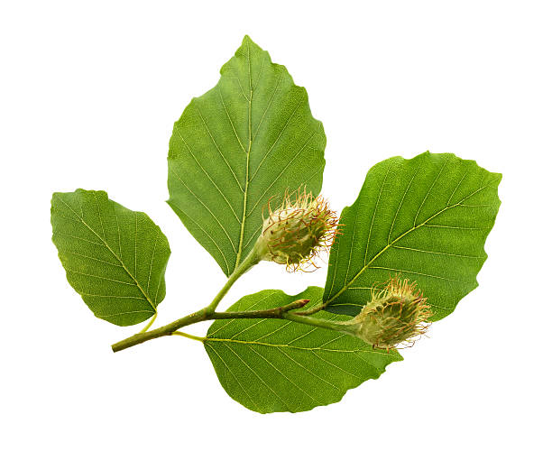 istock Beech branch with leaves and fruits 538328778