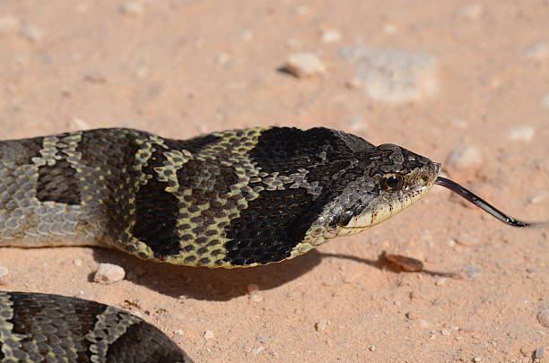 Hognose Snake Playing Dead Stock Photo - Download Image Now - Eastern  Hognose Snake, Animal Scale, Animal Wildlife - iStock