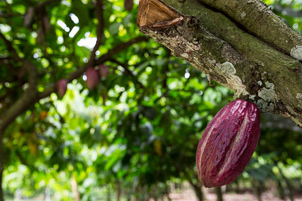 istock Cocoa plant on a tree in Madagascar 538330436