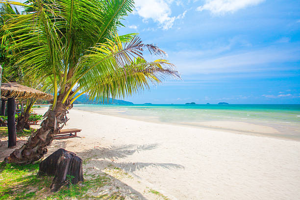 istock tropical beach with coconut palm 538330624