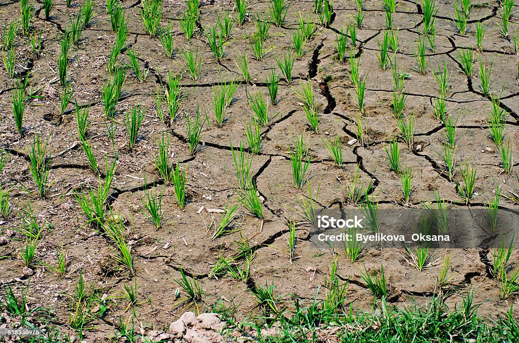 Dry rice field rice growing in the rice field, no water,dry on drought land. Drought Stock Photo