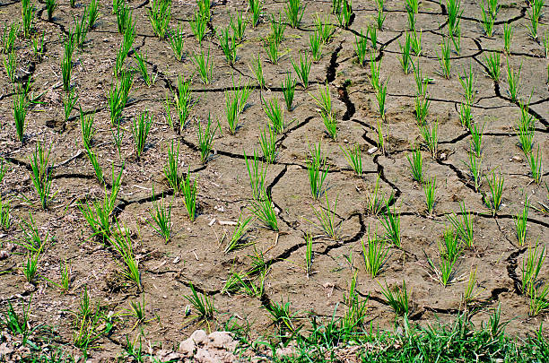 Dry rice field stock photo
