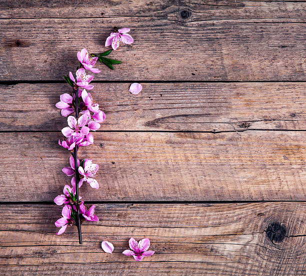 istock Peach blossom on old wooden background. Fruit flowers. 538331278