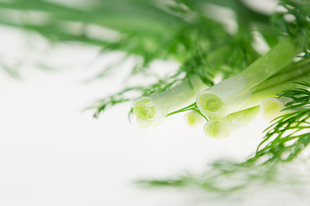Fresh green onions and dill on a white background.  Frame with the copy space. Studio, close-up