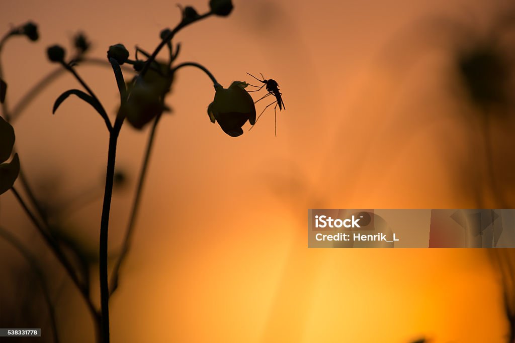 Moskito ruht auf Butterbecher Blume im Sonnenuntergang - Lizenzfrei Moskito Stock-Foto