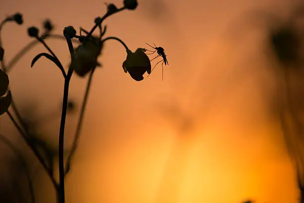 Digital photo of a mosquito resting on buttercup flower in sunset. 