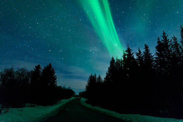 Northern Lights, polar light or Aurora Borealis in the night sky over an empty country road surrounded by pine trees at the Vesteralen islands in Northern Norway.