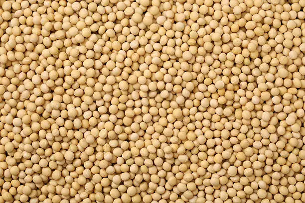 Photo of Soybean