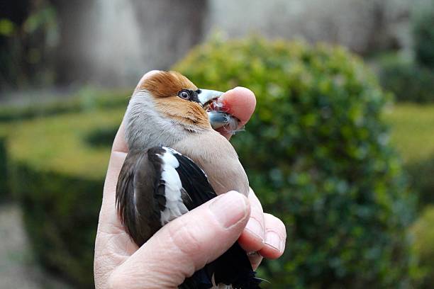 istock small bird pecks the finger of a man's hand 538334096