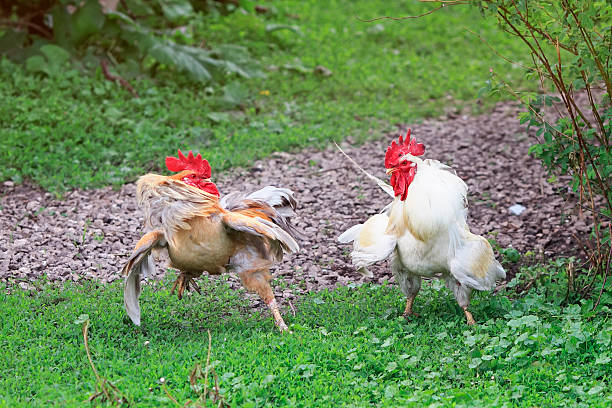 istock two cocks  are going to fight fluffed wings 538334450