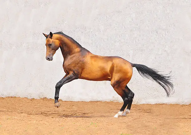 buckskin akhal-teke horse in motion