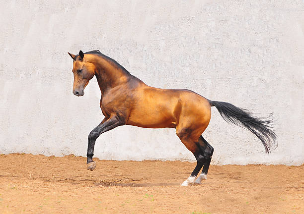 buckskin akhal-teke koń w ruchu - palomino zdjęcia i obrazy z banku zdjęć