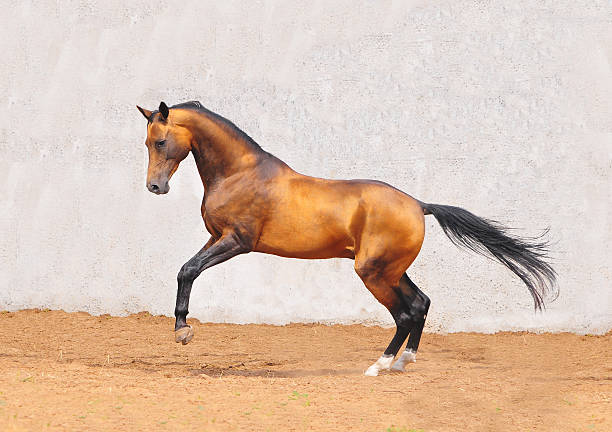 buckskin akhal-teke cavalo em movimento - palomino imagens e fotografias de stock