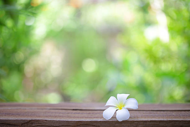 istock Frangipani flower on wooden table 538335182