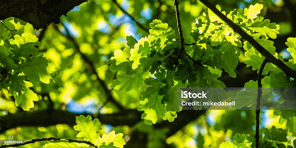 Oak tree Looking up into the canopy of an Oak tree Oak Tree Stock Photo