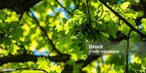 Oak Tree Stock Photo - Download Image Now - Oak Tree, Leaf, Branch - Plant Part