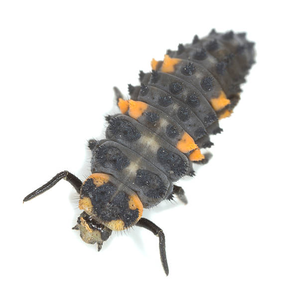 テントウムシ幼虫白背景 - septempunctata ストックフォトと画像