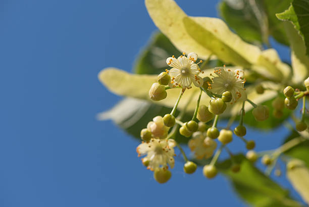 istock Linden flower in tree branch isolated against blue sky 538335926