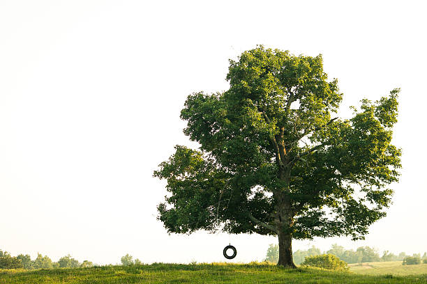 Tire Swing on Lone Tree A nostalgic view of the all important tyre swing. tire swing stock pictures, royalty-free photos & images