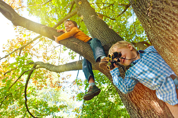 meninos uma árvore - searching child curiosity discovery imagens e fotografias de stock