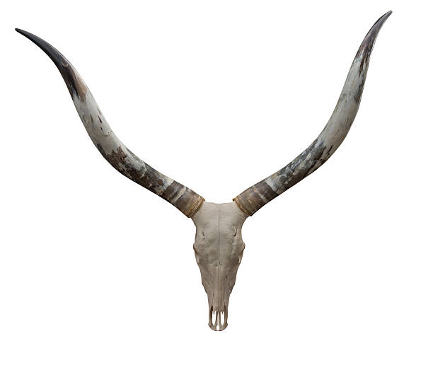 istock Goat skull isolated on the white background 538336910