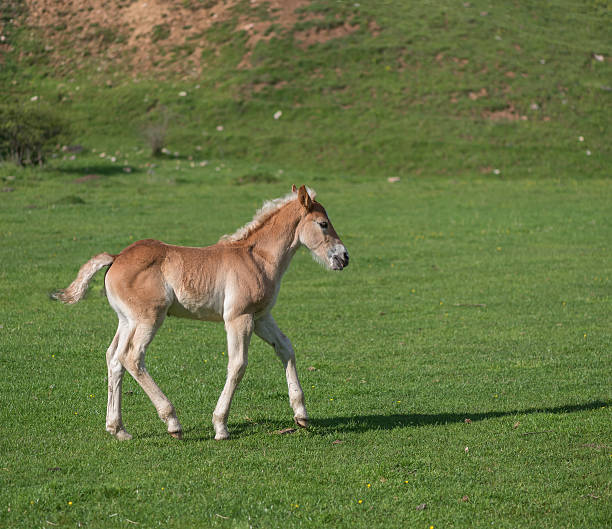 istock Little foal on a green grass field with flowers 538337806