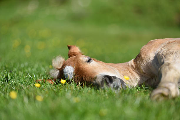 Little foal having a rest in green grass with flowers stock photo
