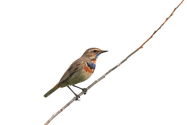 istock the bird is a male Bluethroat sitting on a branch 538337986